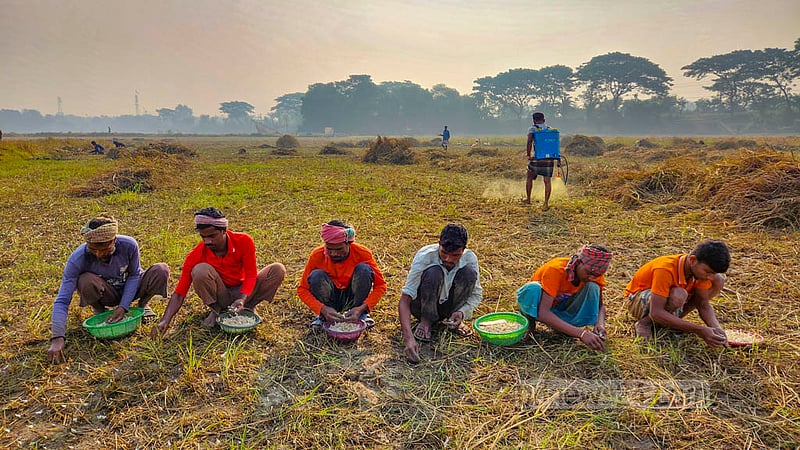 Farmers in a row sow garlic bulbs in a field in Natore.