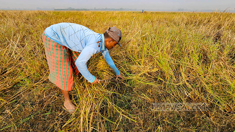 Farmers in Natore are sorting paddy straw and grasses to prepare their land for garlic planting.