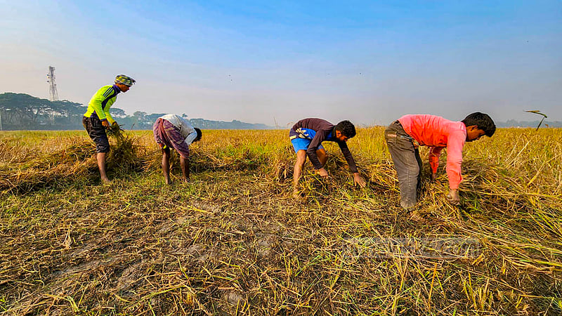 After harvesting ripe paddy, it becomes garlic planting season in Natore. Farmers are preparing their land to sow garlic bulbs.