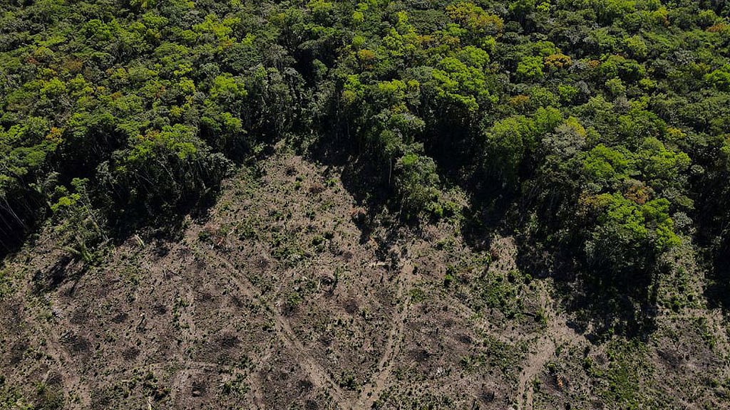 Climate crisis: Is planting trees the only solution?