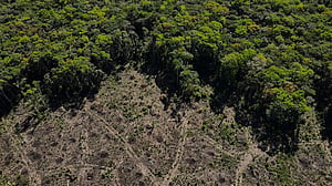 Climate crisis: Is planting trees the only solution?