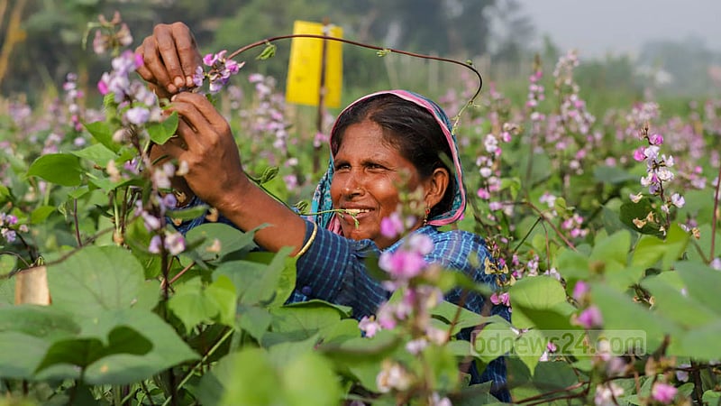 A woman tends to beans cultivation field at Keraniganj’s Kalatia on Tuesday, Nov 15, 2022. Each worker gets a payment of Tk 300 daily for taking care of the harvest from morning to afternoon. Photo: Asif Mahmud Ove