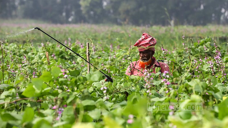 A farmer spreads insecticides on the beans cultivation field in Keraniganj’s Kalatia. Photo: Asif Mahmud Ove