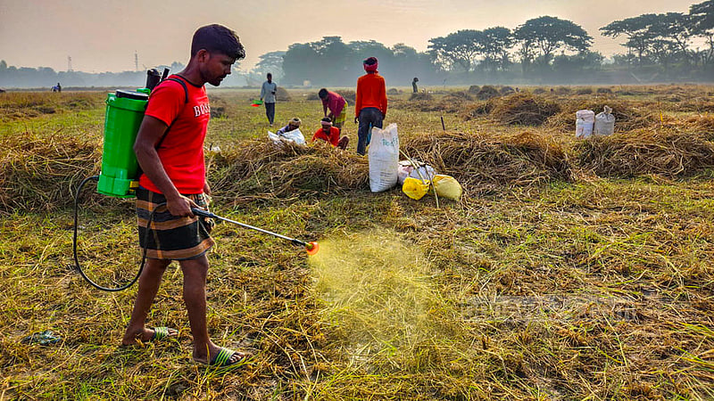 After sorting paddy straw and grasses, farmers spray pesticides on the land before planting garlic bulbs.