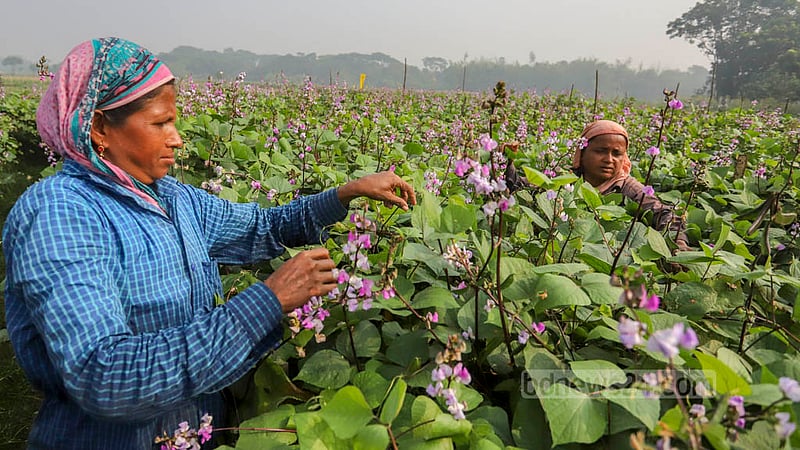 Female farmers tend to beans field at Keraniganj’s Kalatia on Tuesday, Nov 15, 2022. Photo: Asif Mahmud Ove