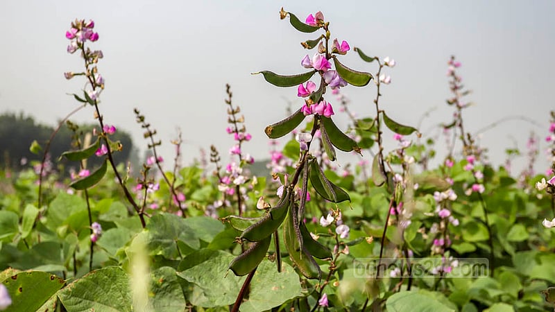 Blooming flower on the beans field of Keraniganj’s Kalatia signal approaching harvest. Photo taken on Tuesday, Nov 15, 2022. Photo: Asif Mahmud Ove