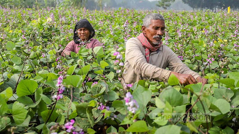 Farmers cultivate beans for winter in the vast fields of Keraniganj’s Kalatia on Tuesday, Nov 15, 2022. Photo: Asif Mahmud Ove