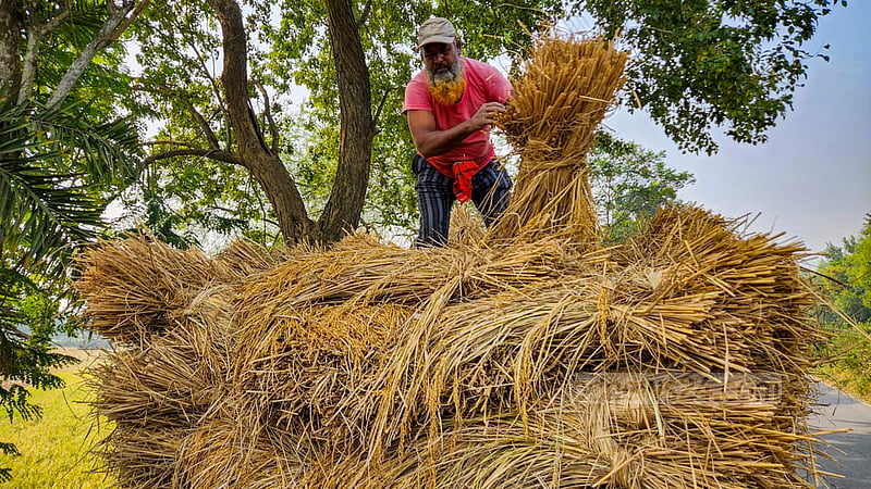 Farmers use a cart to transport Aman paddy harvested from a piece of land next to the Banpara highway in Natore.