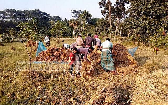 Bangladesh raises Aman rice procurement price to Tk 42 per kg, paddy to Tk 28