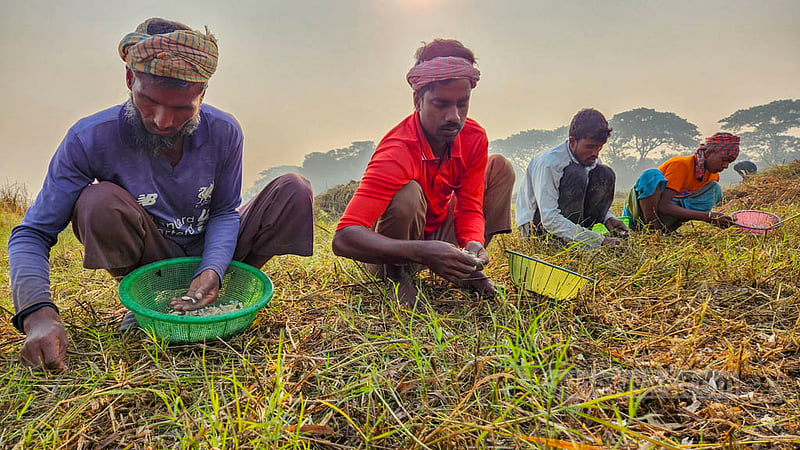 Farmers in a row sow garlic bulbs in a field in Natore.