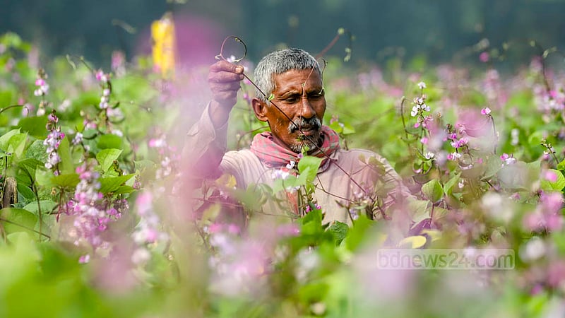 A farmer tends to beans harvest field at Keraniganj’s Kalatia on Tuesday, Nov 15, 2022. Photo: Asif Mahmud Ove