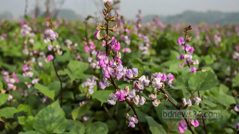Flowers blanket the beans field at Keraniganj’s Kalatia as the farmers hope for a good harvest. Photo taken on Tuesday, Nov 15, 2022. Photo: Asif Mahmud Ove