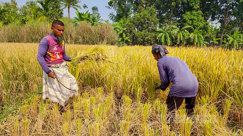 Farmers harvest BINA-7, a zinc-enriched paddy variety, from a field in the Raina Chakpara area of Natore’s Baraigram.