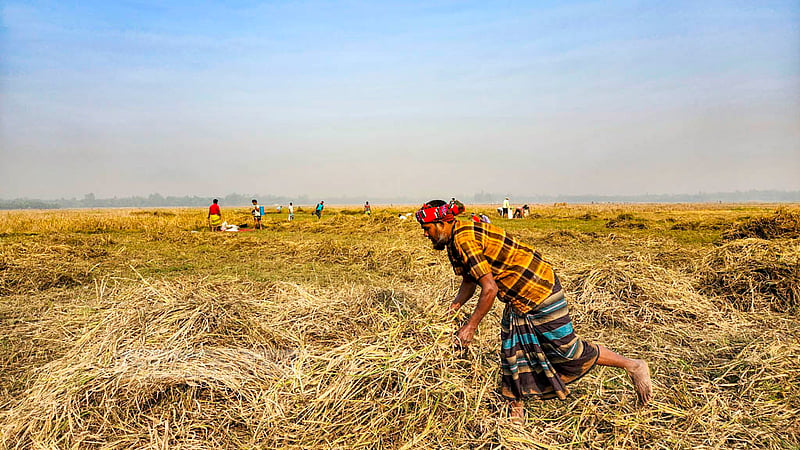Paddy straw is ssorted next to the land. Farmers will use this straw to cover the land after sowing garlic bulbs in rows.
