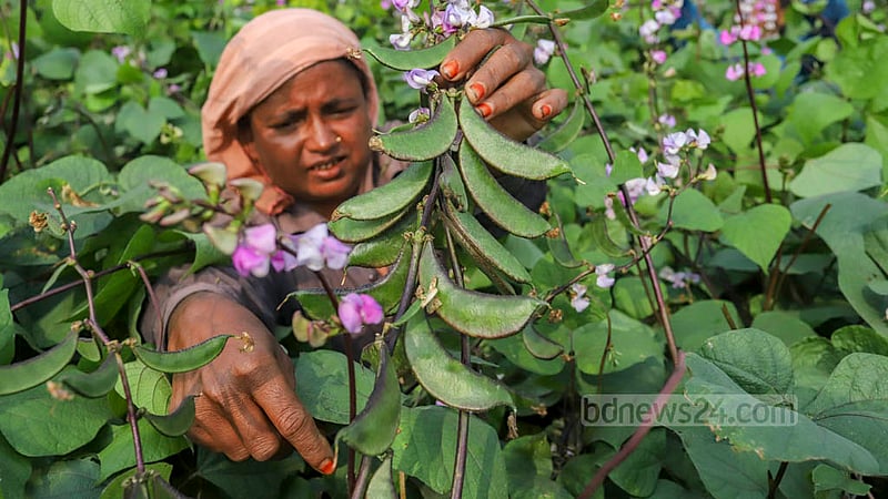 Blooming flower on the beans field of Keraniganj’s Kalatia signal approaching harvest. Photo taken on Tuesday, Nov 15, 2022. Photo: Asif Mahmud Ove