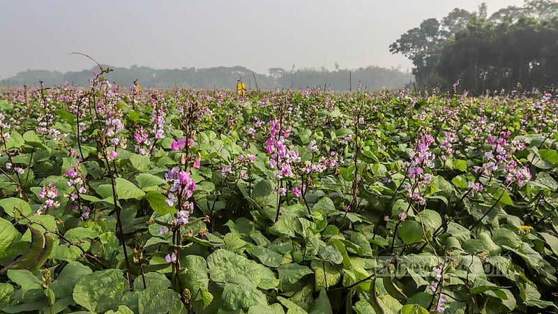 Farmers cultivate beans for winter in the vast fields of Keraniganj’s Kalatia on Tuesday, Nov 15, 2022. Photo: Asif Mahmud Ove