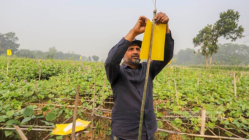 Farmers use yellow traps, a fresh method to curb infestations, on the beans field at Keraniganj’s Kalatia on Tuesday, Nov 15, 2022. Photo: Asif Mahmud Ove