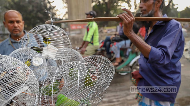 Latif Miya, a bird seller, sells wild birds alongside domesticated ones in Dhaka’s Paltan. For 20 years he has been collecting the birds from outside Dhaka and selling them on the streets. Photo: Mahmud Zaman Ovi