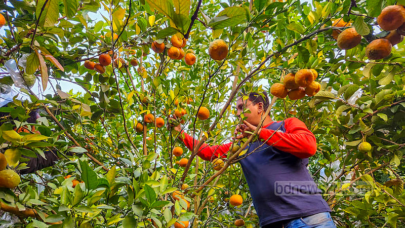 Visitors come to Md Azizur Rahman’s orange garden in Natore every day to see and taste foreign varieties of the fruit. Photo: Tariqul Hasan