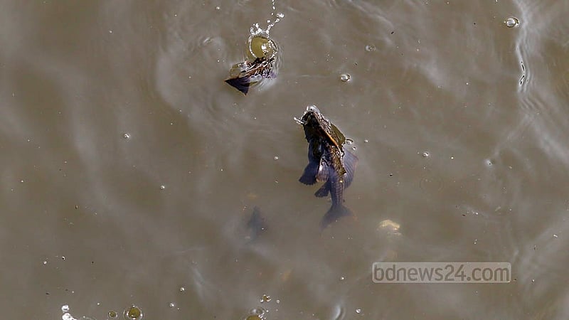 Fishermen say their nets are filled with suckermouth catfish whenever they fish in the Buriganga river now. Only a few of the species were seen in the river some days ago, but now they have spread.Photo: Mahmud Zaman Ovi