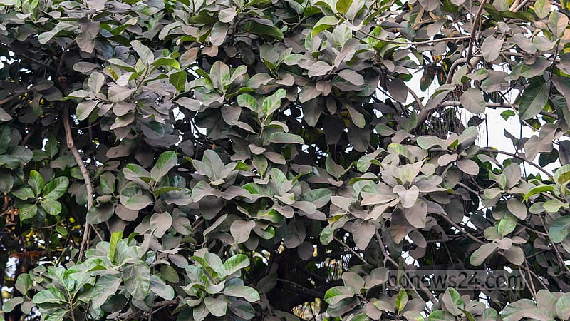 The dust level increases in Dhaka at the onset of winter. From streets to green leaves, everything gets trapped beneath dust during the season. Photo: Mahmud Zaman Ovi