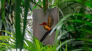 The Wings of Vibrance: an exhibition on birds