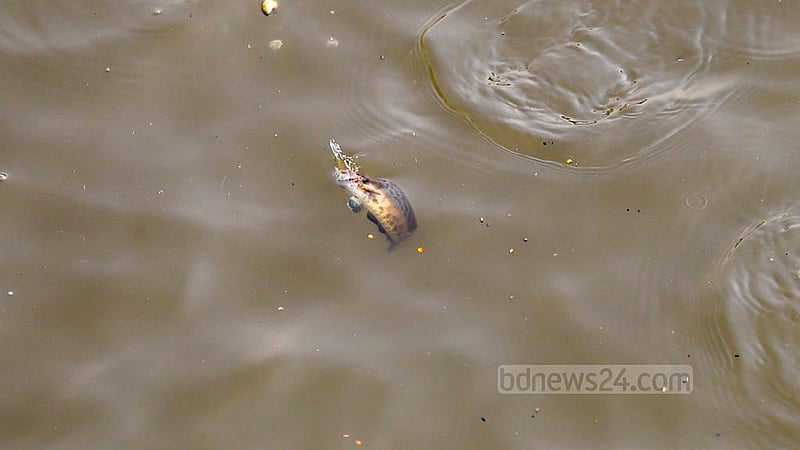 Local fish are rare in the Buriganga as the river is filled with a foreign species, suckermouth catfish.