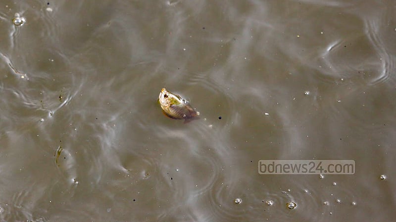 Local fish are rare in the Buriganga as the river is filled with a foreign species, suckermouth catfish.