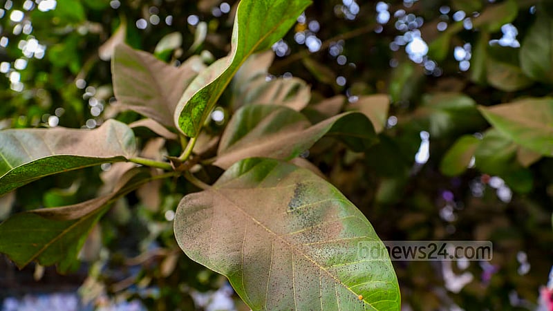The dust level increases in Dhaka at the onset of winter. From streets to green leaves, everything gets trapped beneath dust during the season. Photo: Mahmud Zaman Ovi