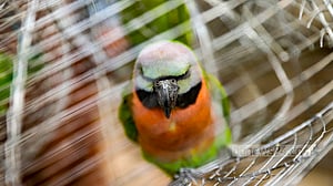 Wild birds still being sold