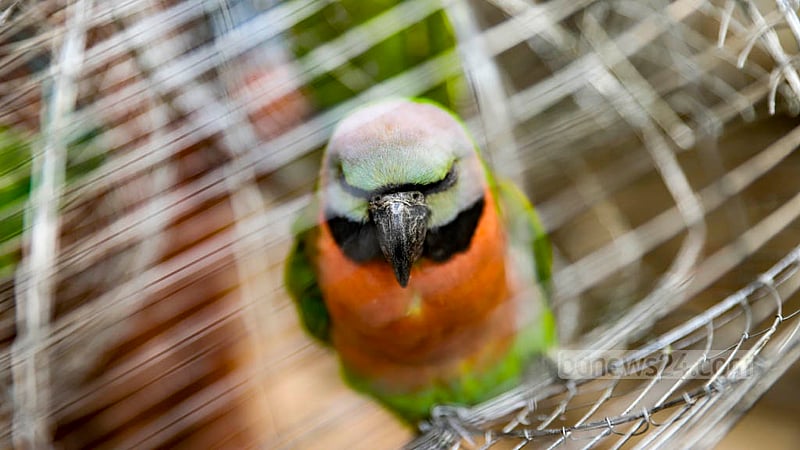 Latif Miya sells each parrot for Tk 1,200 to Tk 1,500 on the streets of Dhaka. Photo: Mahmud Zaman Ovi