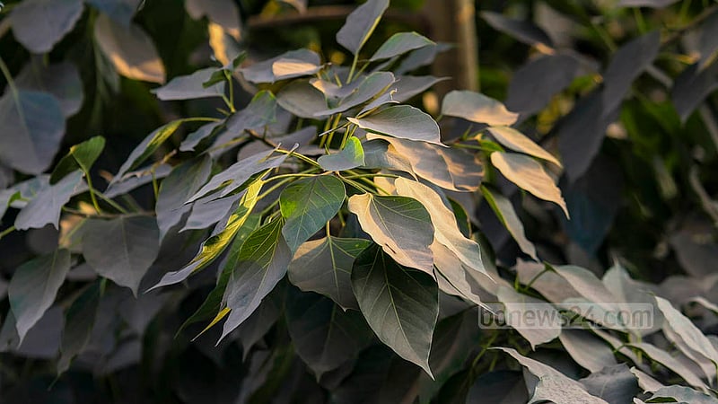 The streets of Dhaka are affected by the rise in the level of dust at the onset of winter. The pollution is so intense that shrouds all green leaves by dust. Photo: Mahmud Zaman Ovi