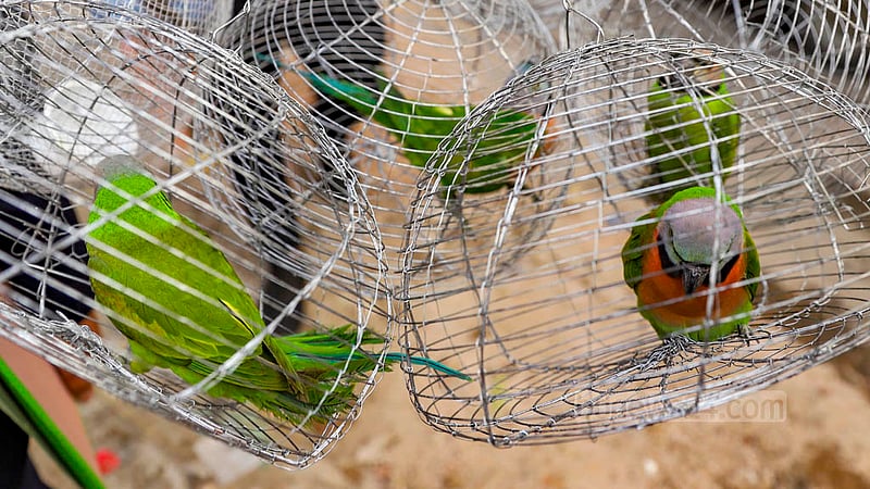 The parrot, myna and munia are classified as wild birds in Bangladesh. Although it is completely forbidden to sell them, many like Latif Miya still engage in the trade. Photo: Mahmud Zaman Ovi
