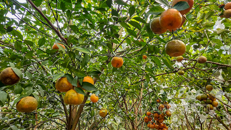 Md Azizur Rahman produces Indian Mandarin oranges, Nagpuri oranges, China 3 oranges, Darjeeling oranges, Pakistani oranges, and Kashmiri Kinnow oranges in his garden in Natore. Photo: Tariqul Hasan