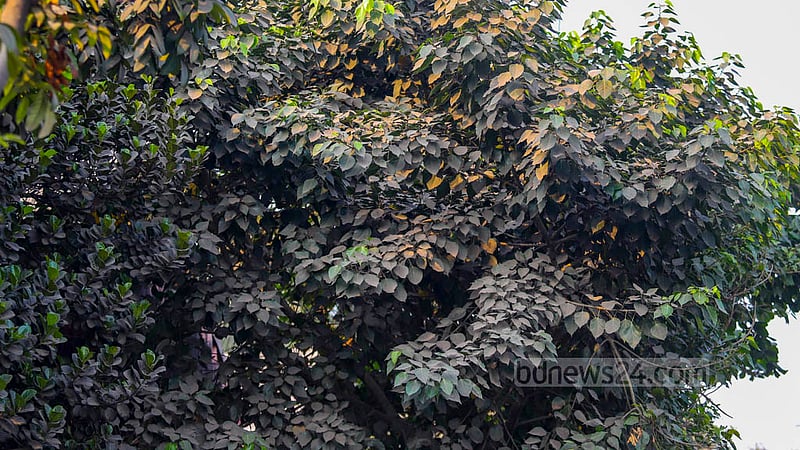 Rains during winter are a rarity in Bangladesh. The scarcity of rain leaves trees along the streets of Dhaka covered in dust. Photo: Mahmud Zaman Ovi