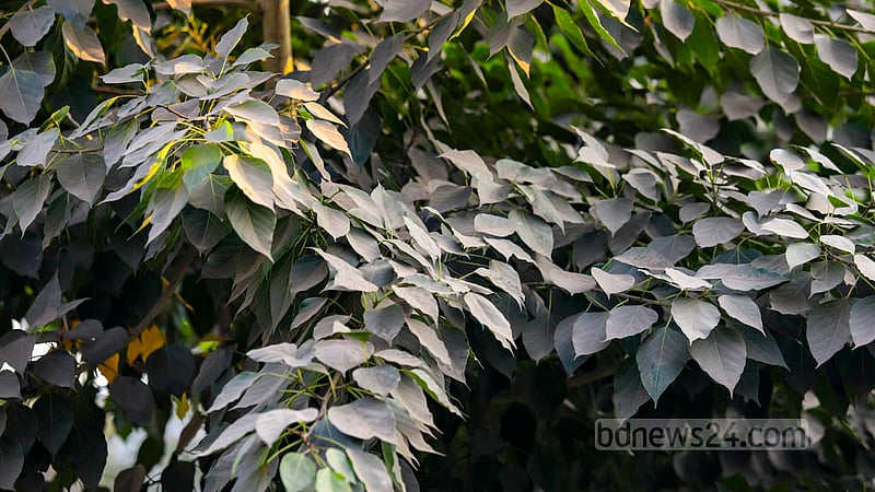 The streets of Dhaka are affected by the rise in the level of dust at the onset of winter. The pollution is so intense that shrouds all green leaves by dust. Photo: Mahmud Zaman Ovi