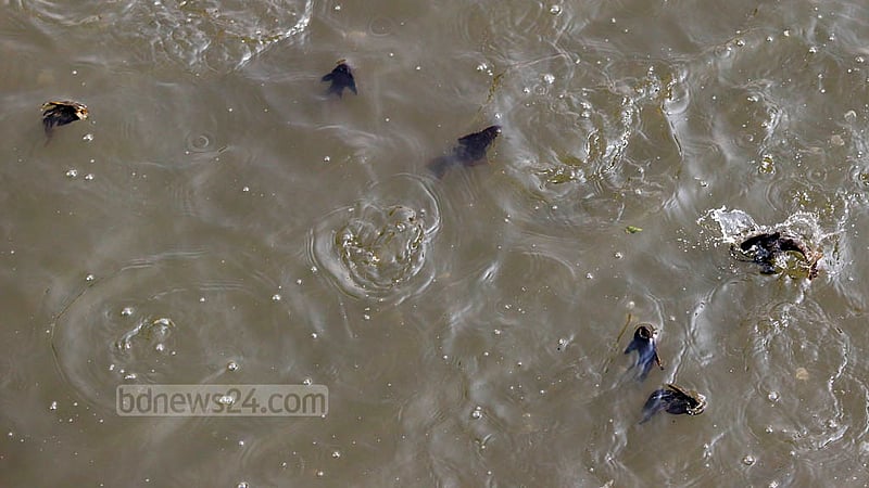 Suckermouth catfish jump in the water of the Buriganga river near the pontoon of Sadarghat launch terminal in Dhaka.