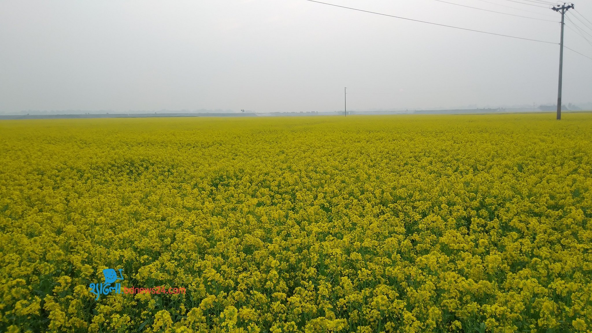 Yellow Hues of Winter