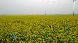 Yellow Hues of Winter