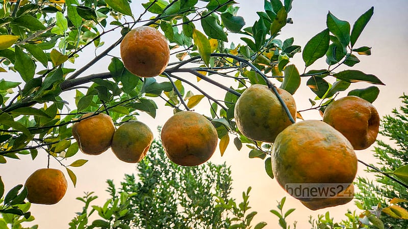 Md Azizur Rahman lets visitors eat oranges in his farm in Natore for free as the yield is very good this year. Photo: Tariqul Hasan