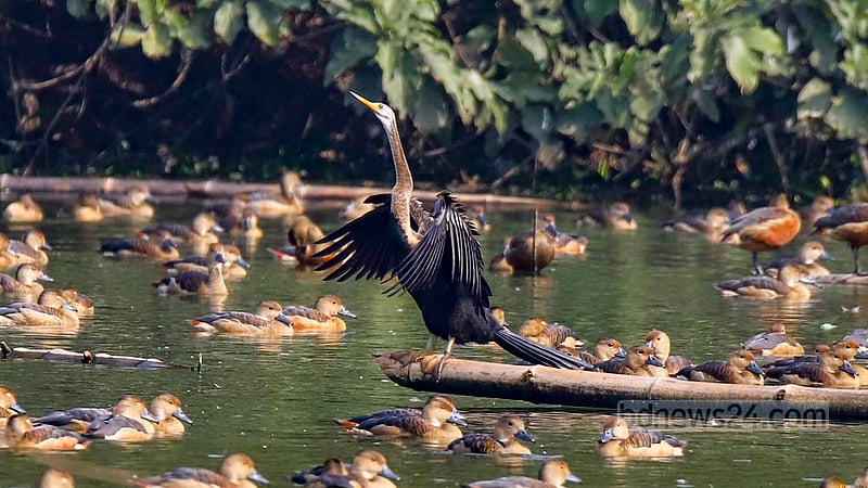 Among the lesser whistling ducks, an oriental darter waits for its prey at a Jahangirnagar University lake. Photo: Mahmud Zaman Ovi