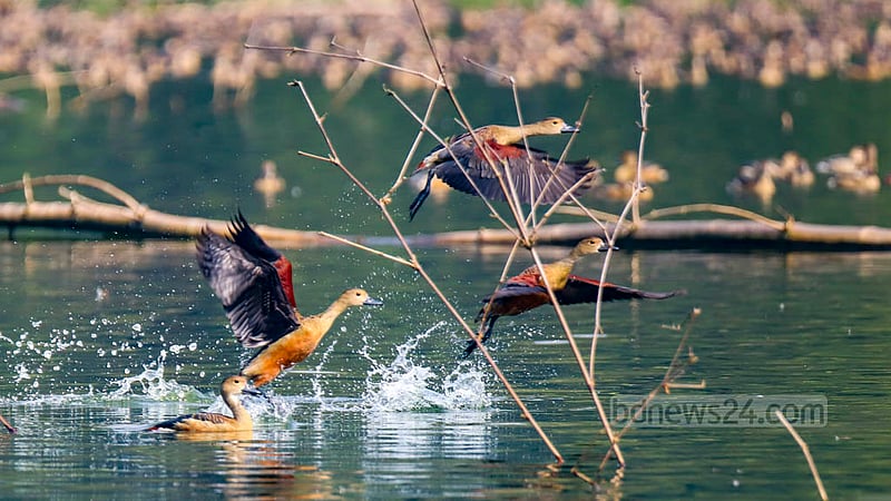 Lesser whistling ducks move from one place to another for food at Jahangirnagar University. Photo: Mahmud Zaman Ovi
