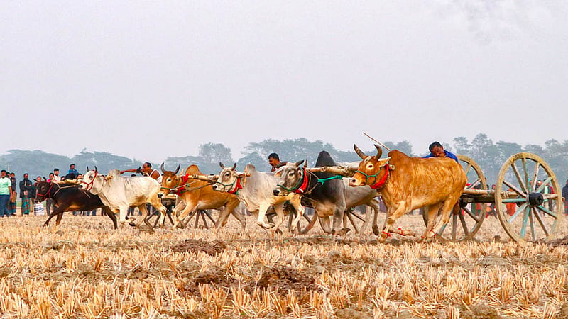 As many as 18 farmers joined the bullock cart race at Hashimpur in Jashore Sadar Upazila on paddy fields after harvesting the Aman crops this season. Photo: AHM Motaleb