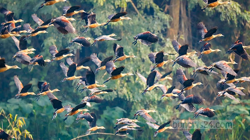 Lesser whistling ducks throng the Wildlife Rescue Centre lake of Jahangirnagar University. Photo: Mahmud Zaman Ovi