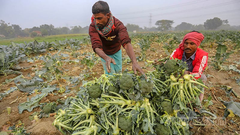 After harvesting, farmers gather broccoli together in a pile. Photo: Asif Mahmud Ove