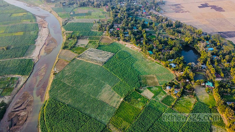Tobacco is being cultivated on the banks of the Maini river in Khagrachhari's Dighinala. Photo: Samir Mallik