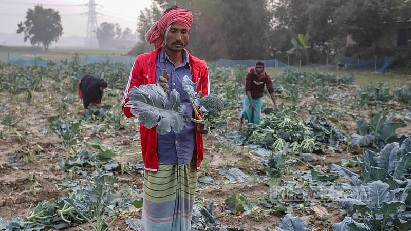 A farmer harvests broccoli from a field in Savar's Bhakurta. Photo: Asif Mahmud Ove
