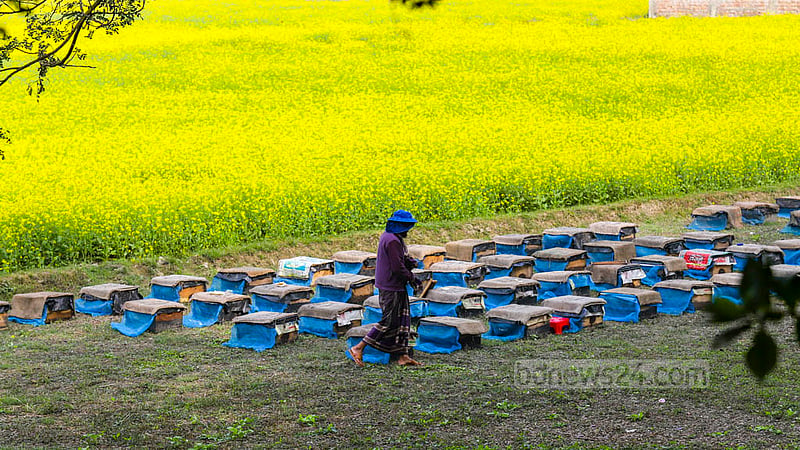 A farmer works in a bee honey farm at Nabagram village in Manikganj’s Harirampur. Photo: Mahmud Zaman Ovi