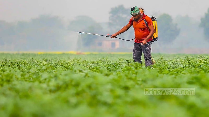 Liton, who tends to potato fields, said the crops were harvested before the regular season due to climate change. Winter vegetables usually grow during the Bengali month of Magh, he said. Photo: Mahmud Zaman Ovi