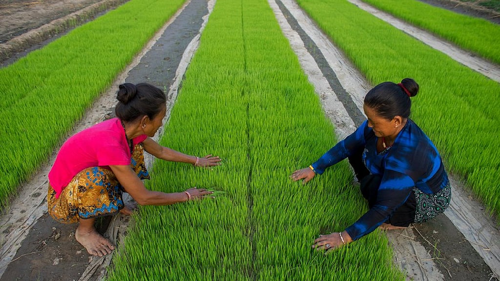 Seeds of change: Nepal's local crops raise hopes for food security